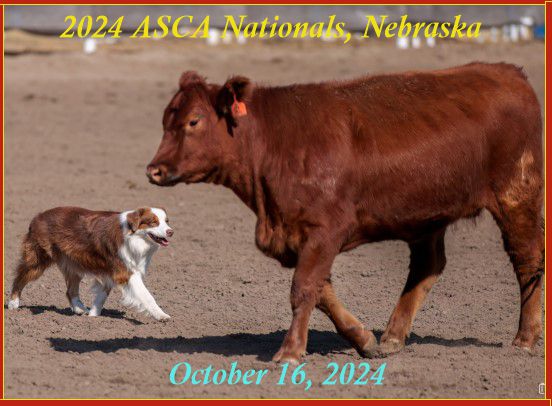 ASCA Nationals